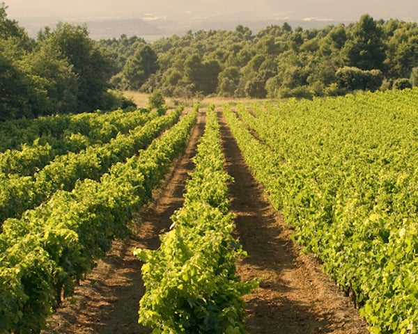 wijngaard in wijnstreek Elzas